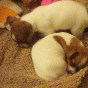 Meet your Posher, Roni